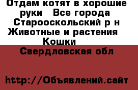 Отдам котят в хорошие руки - Все города, Старооскольский р-н Животные и растения » Кошки   . Свердловская обл.